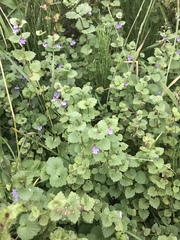 Glechoma hederacea