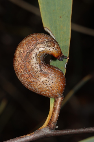 Image of Hakea cyclocarpa by (c) Tim Hammer, some rights reserved (CC BY)