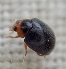 Scymnus auritus