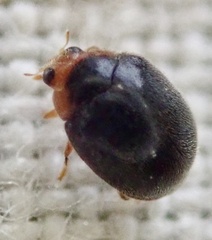 Scymnus auritus