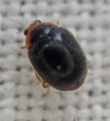 Scymnus auritus