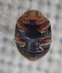 Scymnus auritus