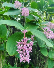 Medinilla cummingii