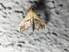 Lineodes elcodes