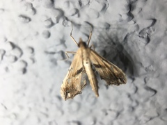 Lineodes elcodes