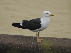 Larus fuscus
