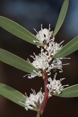 Hakea marginata