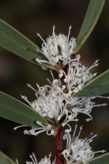 Hakea marginata