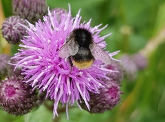 Bombus ruderarius