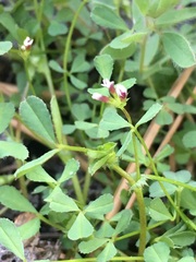 Trifolium monanthum