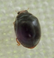 Scymnus auritus