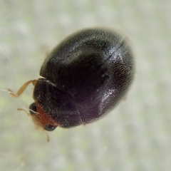 Scymnus auritus