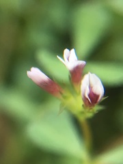 Trifolium monanthum