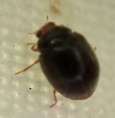 Scymnus auritus
