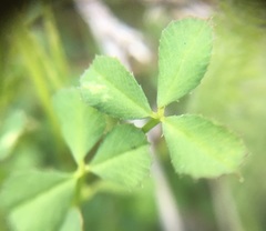 Trifolium monanthum