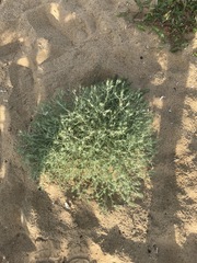 Ceratocarpus arenarius