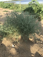 Ceratocarpus arenarius