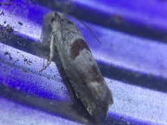 Eucosma apacheana