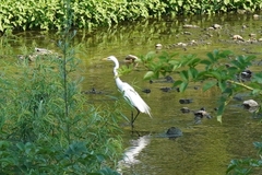 Ardea alba