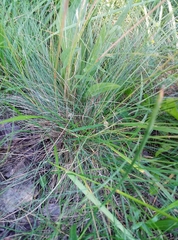 Festuca valesiaca