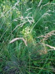 Festuca valesiaca
