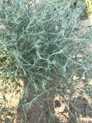 Ceratocarpus arenarius