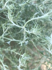 Ceratocarpus arenarius