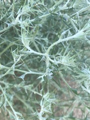 Ceratocarpus arenarius