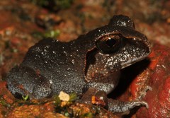 Sphaerotheca dobsonii