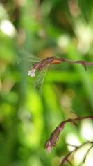 Valeriana flaccidissima
