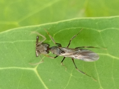 Odontomachus