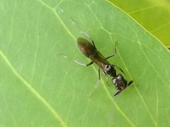 Odontomachus