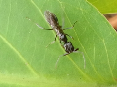 Odontomachus