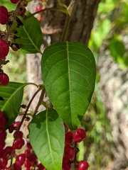 Deeringia amaranthoides