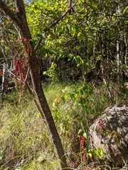 Deeringia amaranthoides