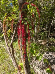 Deeringia amaranthoides