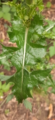 Sonchus asper