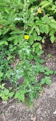 Sonchus asper