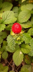 Potentilla indica