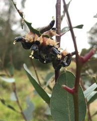 Perga dorsalis