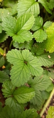 Potentilla indica