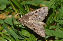 Apterogenum ypsillon