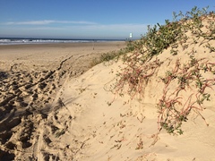Blutaparon portulacoides