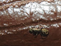 Camponotus parius