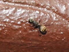 Camponotus parius