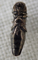 Agrilus laticornis