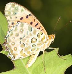 Argynnis hyperbius