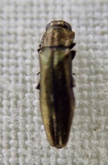 Agrilus laticornis