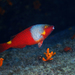 European Parrotfish - Photo (c) surfelife, some rights reserved (CC BY-NC), uploaded by surfelife