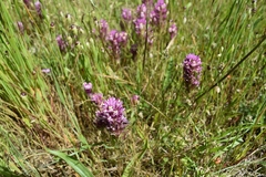 Castilleja densiflora densiflora